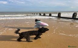 Toy Poodle dogs for sale: Toy poodle looking for a loving home - Image 9