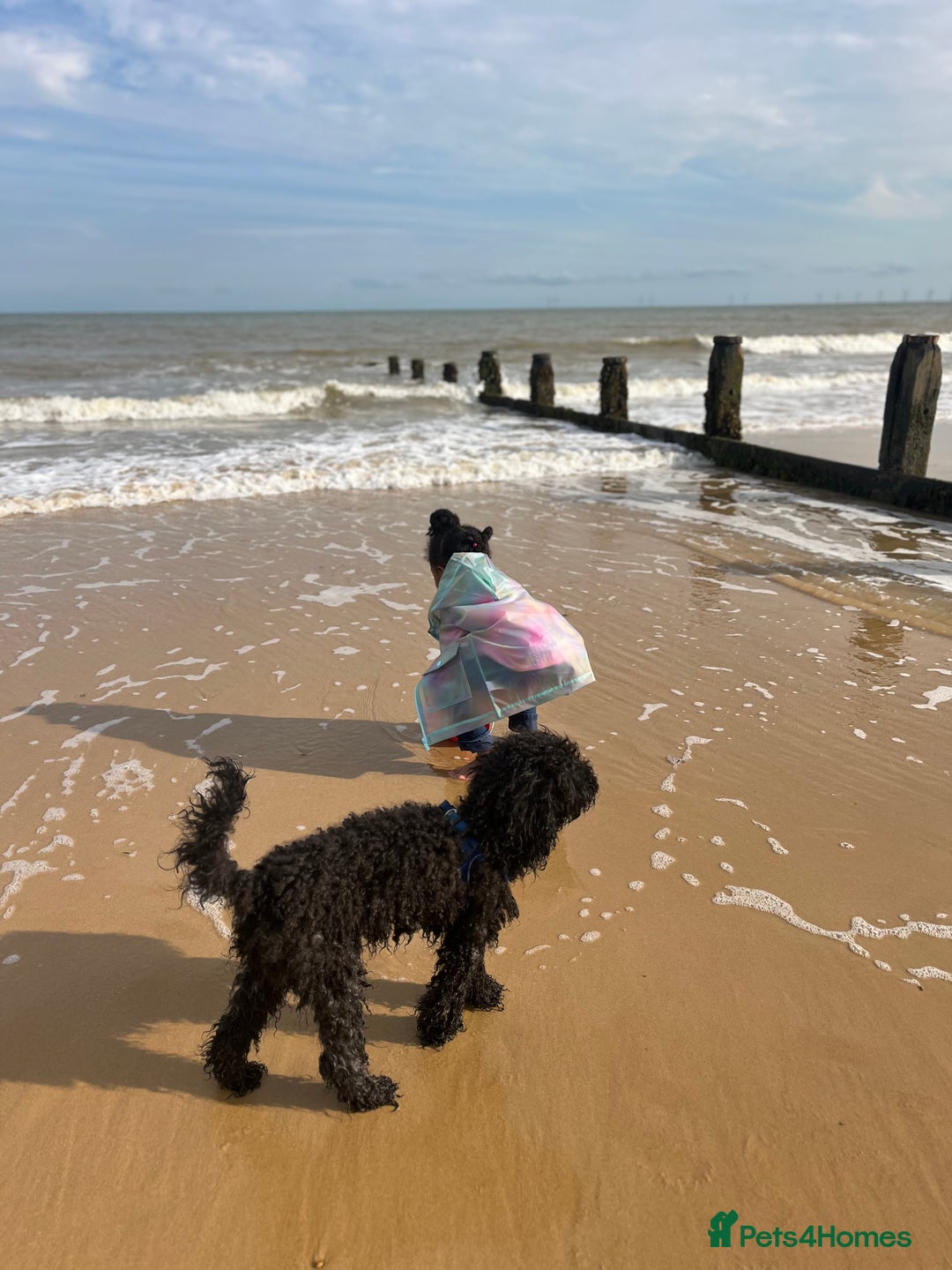 Toy Poodle dogs for sale: Toy poodle looking for a loving home - Image 9