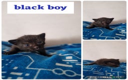 Maine Coon cats for sale: Mainecoon cross kittens - Image 14