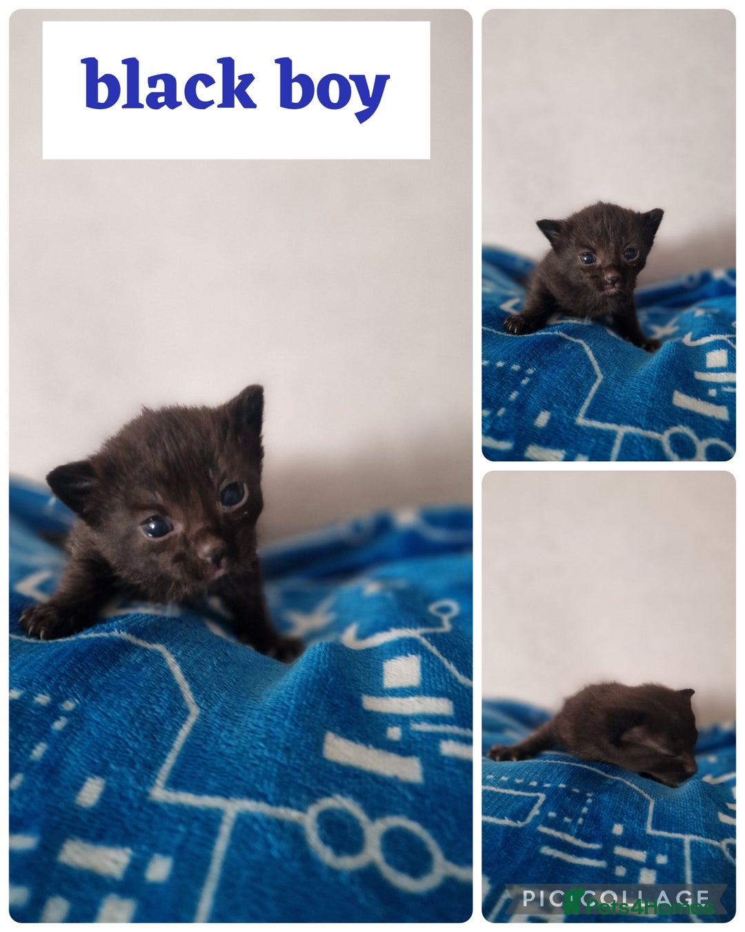Maine Coon cats for sale: Mainecoon cross kittens - Image 14