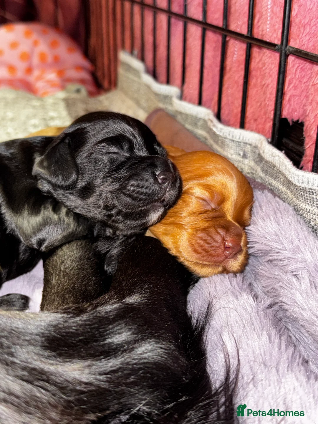 Cocker Spaniel dogs for sale: Cocker Spaniel Puppies – Ready for Loving Homes - Advert 1