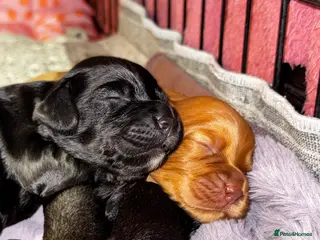 Cocker Spaniel dogs Cocker Spaniel Puppies – Ready for Loving Homes - Advert 1