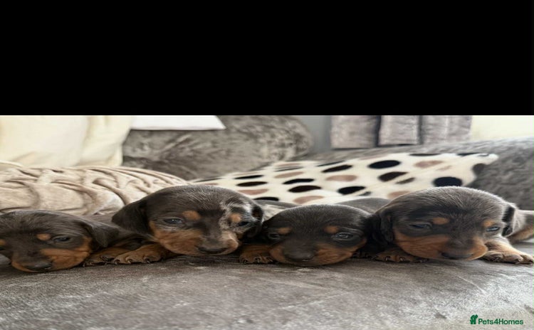 Dachshund dogs - Advert 2