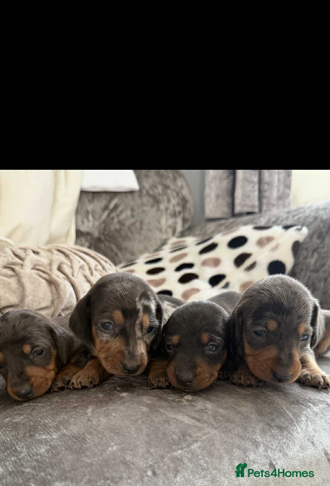 Dachshund dogs for sale: Miniature Dachshunds - Image 1