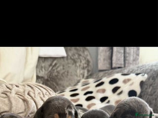 Dachshund dogs - Advert 2