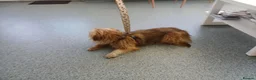 Mixed Breed dogs for adoption: 🐾💛 ARISA – The Little Dog Nobody Stopped For💛🐾 - Advert 11