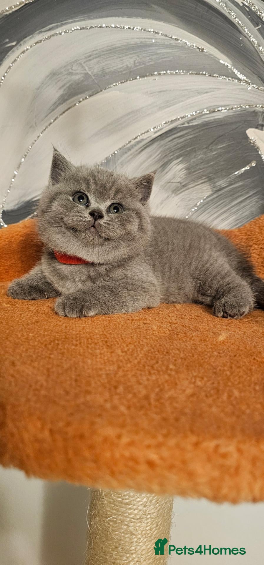 British Shorthair cats Blue&Lilac British Shorthair  - Advert 2