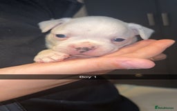 French Bulldog dogs for sale: French bulldog puppies  - Image 8