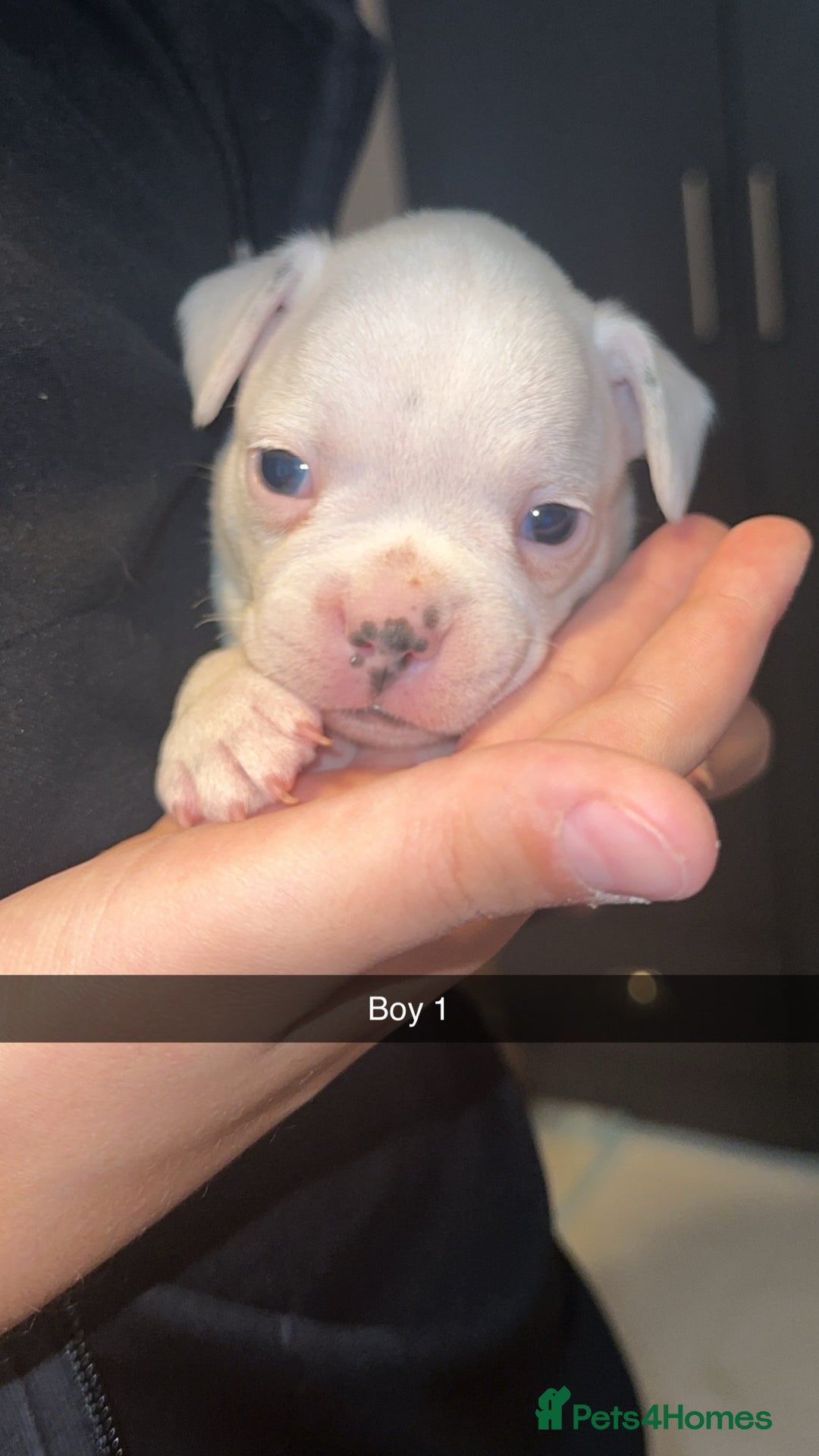 French Bulldog dogs for sale: French bulldog puppies  - Image 8