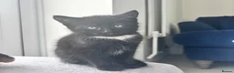 Mixed Breed cats for sale: 🐾🖤Gorgeous Boy kitten🖤 ready now  in Harleston - Advert 3