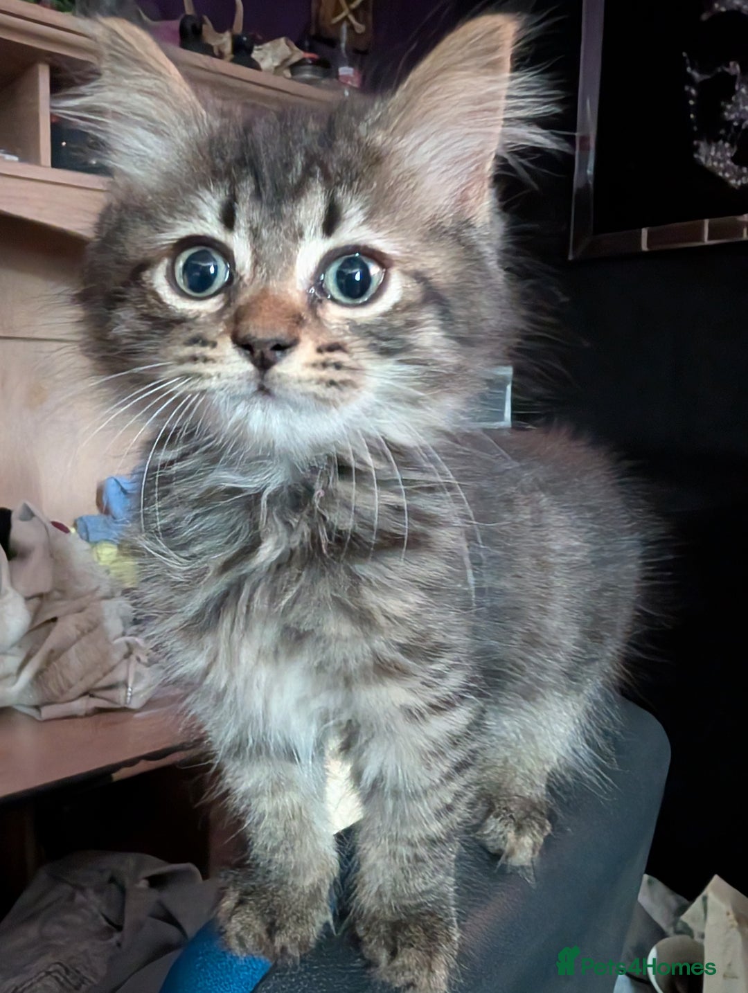 Mixed Breed cats for sale: Fluffy kittens mums part maincoon - Image 3
