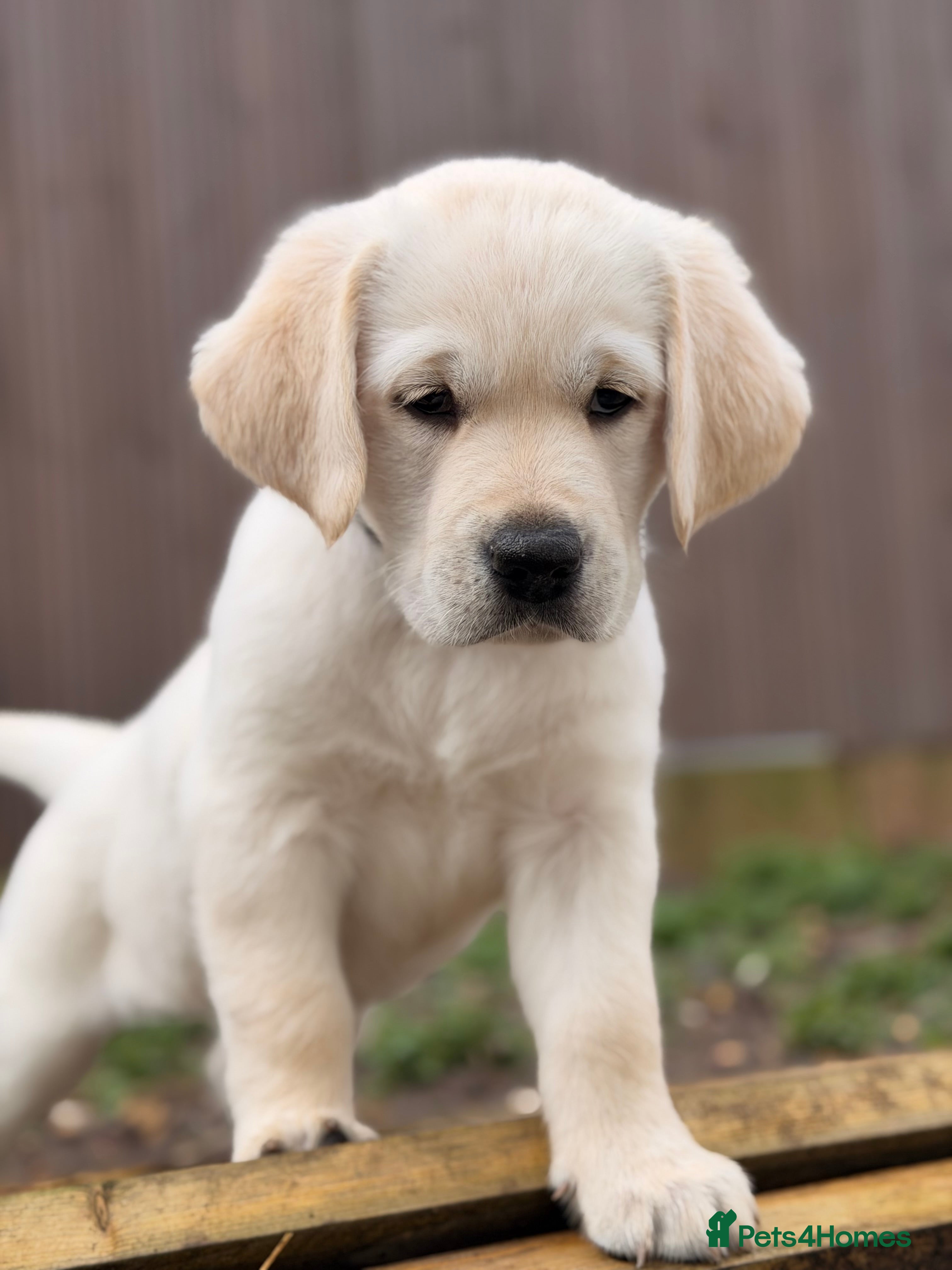 Goldador dogs White Labrador x Golden Retriever Puppies for Sale in Swanley - Advert 12