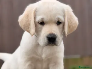 Goldador dogs White Labrador x Golden Retriever Puppies for Sale in Swanley - Advert 12
