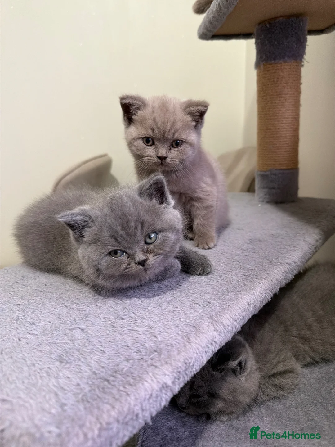 British Shorthair cats for sale: British Shorthair kittens - Advert 31