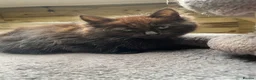 Mixed Breed cats for sale: Two black kittens - Advert 4