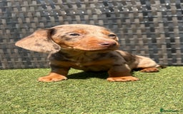 Miniature Dachshund dogs for sale: Stunning miniature dachshund puppies  - Image 1