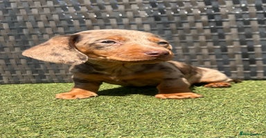 Miniature Dachshund dogs - Advert 12