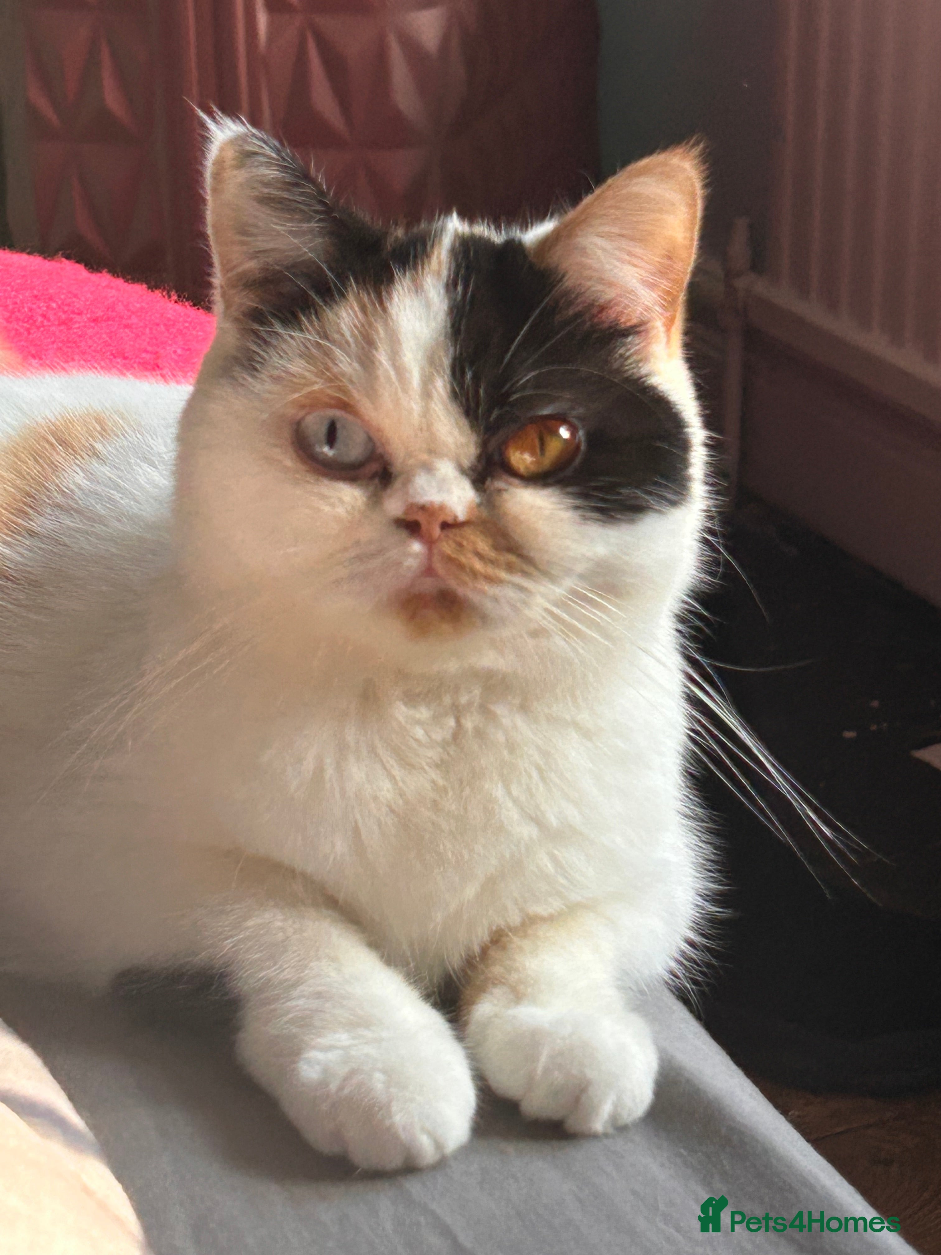 Mixed Breed cats Beautiful kittens - Advert 2