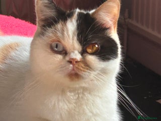 Mixed Breed cats Beautiful kittens - Advert 2