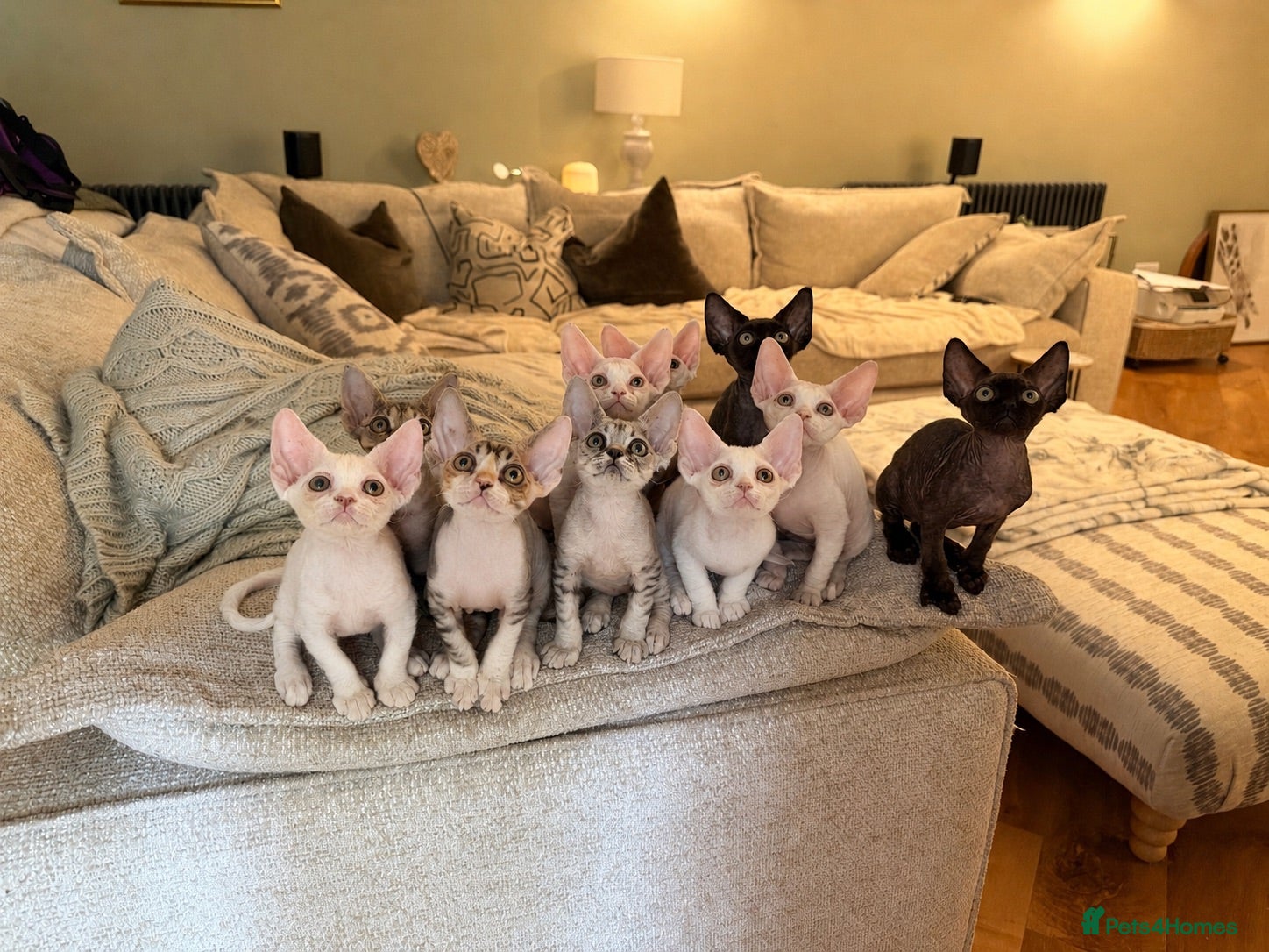 Devon Rex cats Stunning Affectionate Devon Rex Kittens  - Advert 1