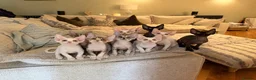 Devon Rex cats for sale: Stunning Affectionate Devon Rex Kittens  - Advert 1