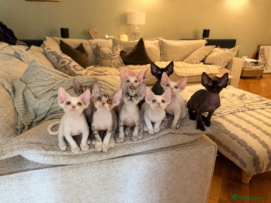 Devon Rex cats for sale: Stunning Affectionate Devon Rex Kittens  - Advert 1