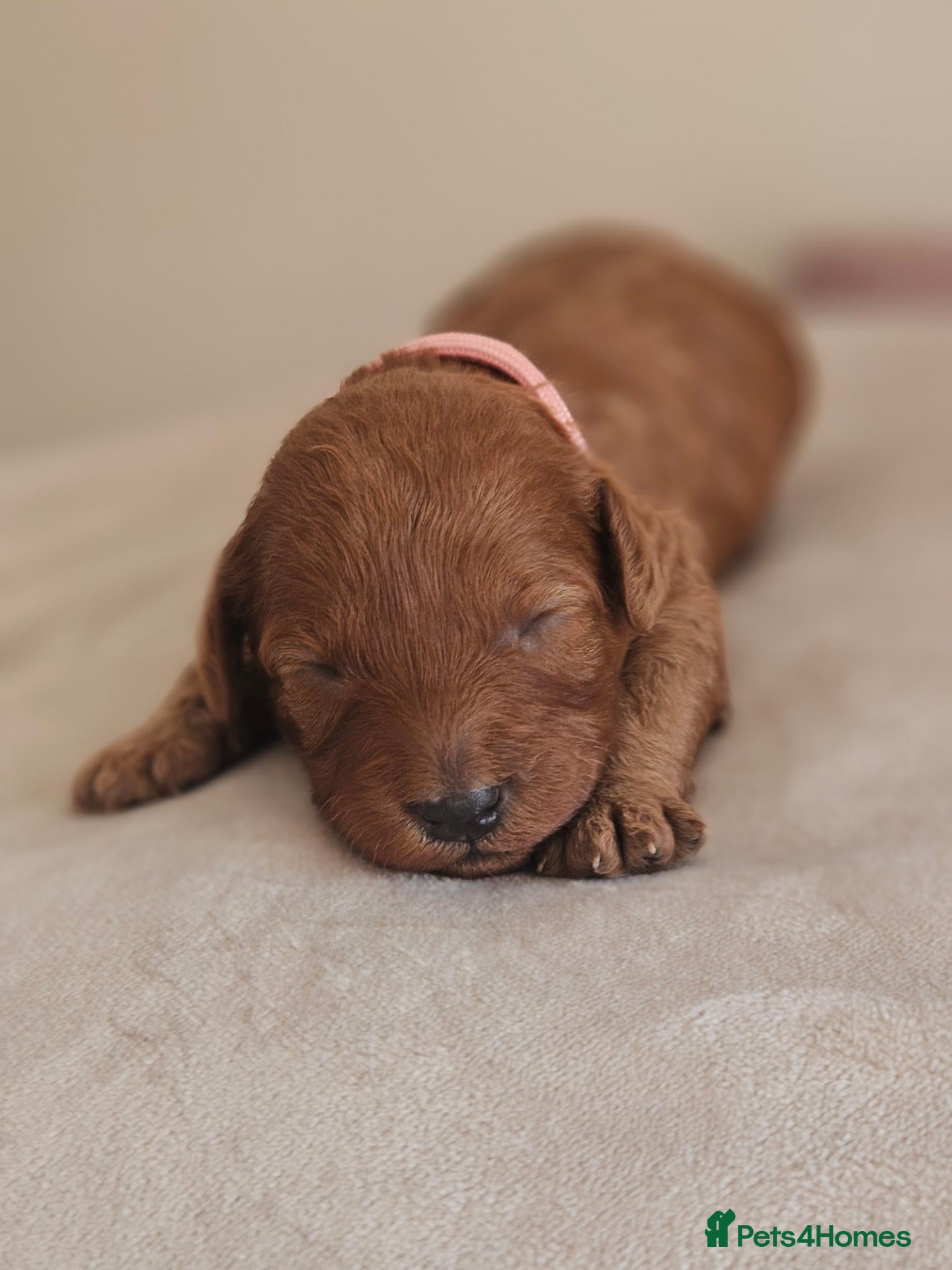 Cavapoo dogs Licensed breeder,dna clear red tiny cavapoo pups  - Advert 3