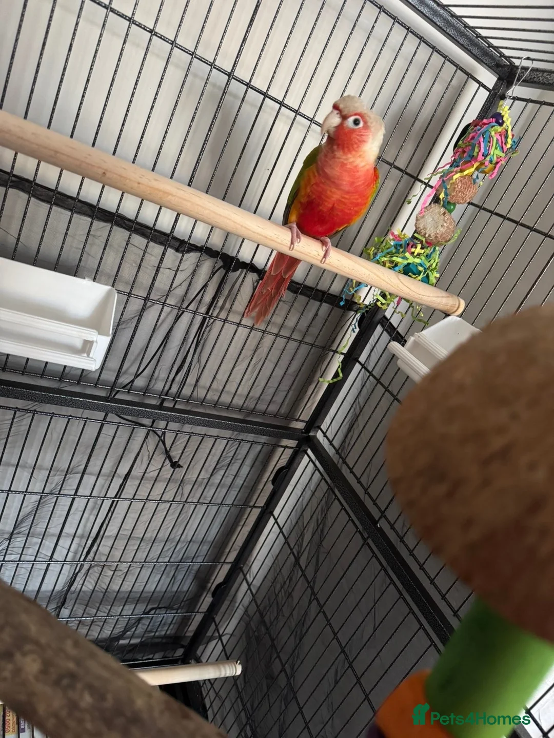 Conures birds for sale: Pineapple conure in Shildon - Advert 1