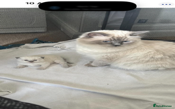 Ragdoll cats for sale: Stunning GCCF reg ragdoll kittens available now  - Image 27