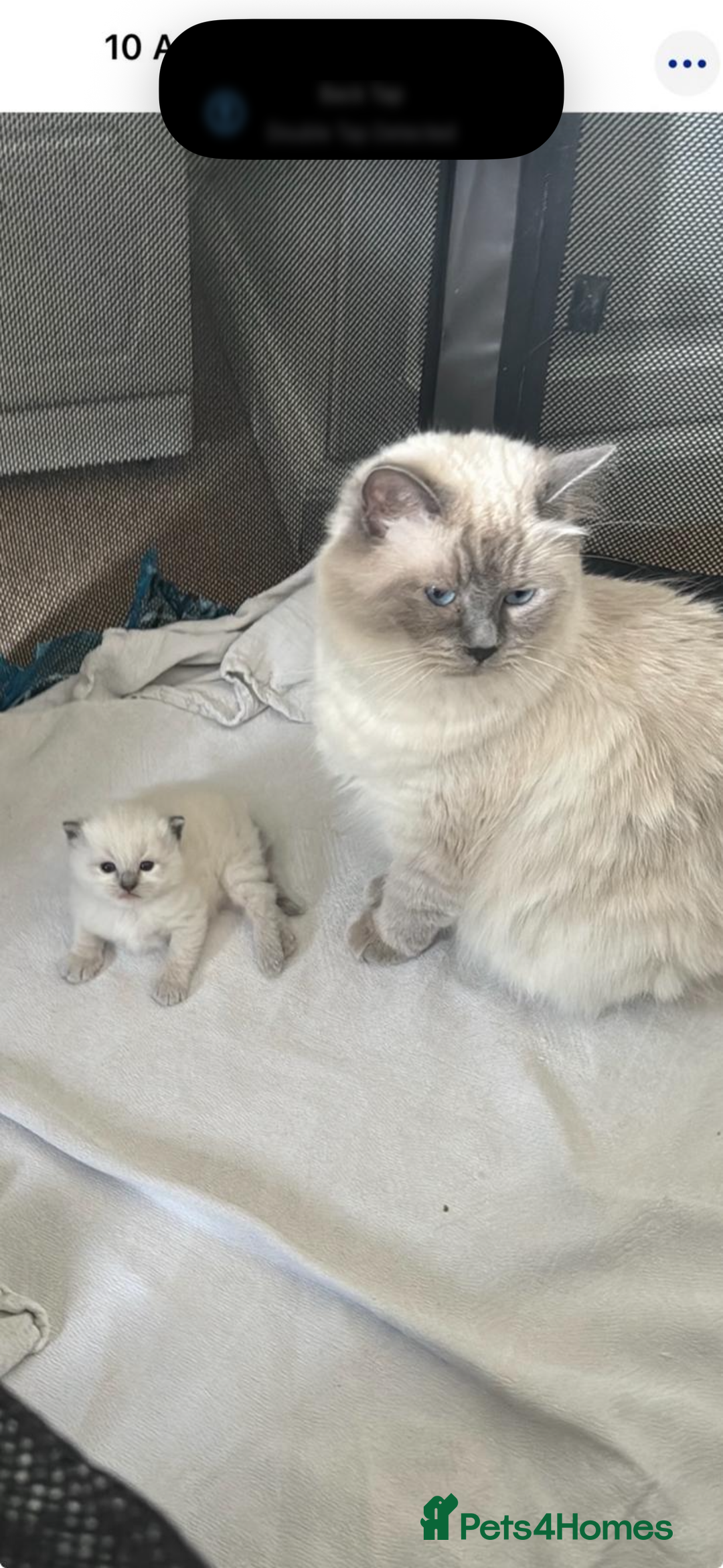 Ragdoll cats for sale: Stunning GCCF reg ragdoll kittens available now  - Image 27