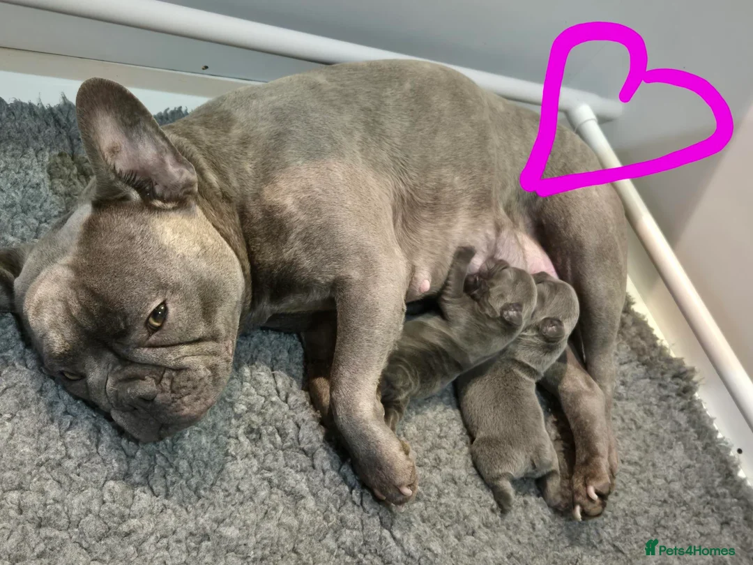 French Bulldog dogs for sale: Stunning Lilac Boy, 5* council Licensed Breeder. - Advert 8