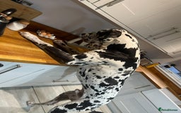 Great Dane dogs for stud: ** STUD ** Great Dane KC in Northampton - Image 3