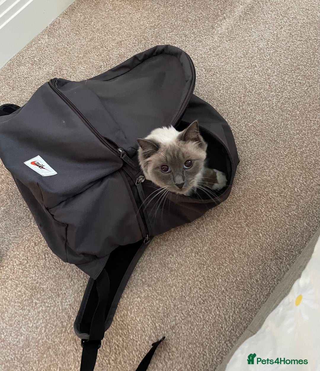 Ragdoll cats for sale: Male Ragdoll for sale - Image 6
