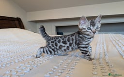 Bengal cats for sale: 🤍🩶🖤 Beautiful Bengal Kittens 🖤🩶🤍 - Image 25
