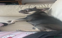 French Bulldog dogs for sale: OPEN TO OFFERS. Rehoming Jax, ASAP - Image 4