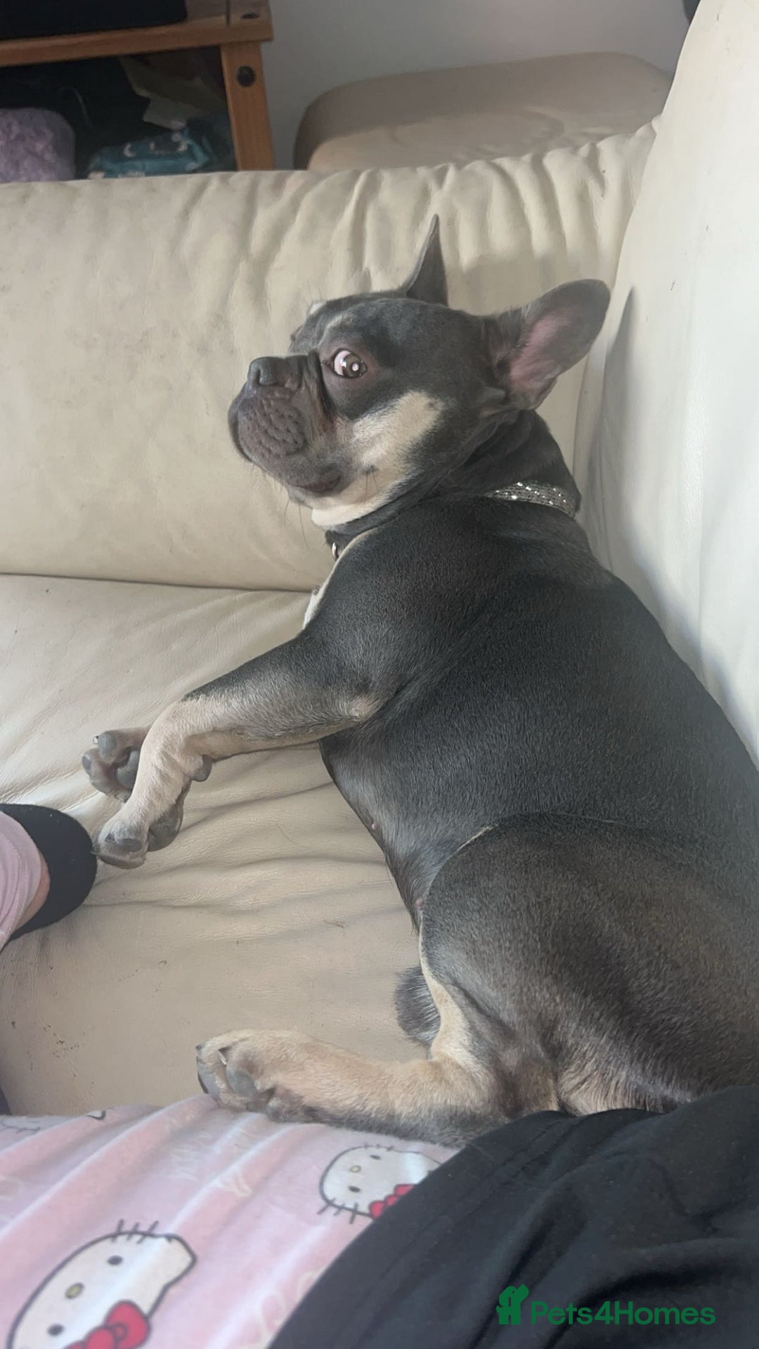 French Bulldog dogs for sale: OPEN TO OFFERS. Rehoming Jax, ASAP - Image 4