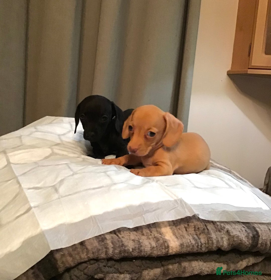Dachshund dogs for sale: Dachshund puppies  - Image 8
