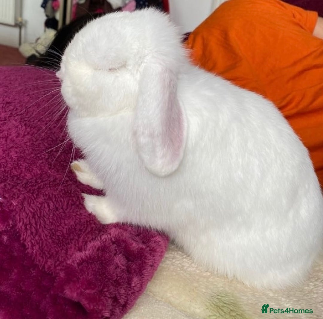 Mini Lop rabbits for sale: Cute, friendly white female mini lop bunny  - Advert 1