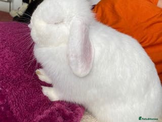 Mini Lop rabbits Cute, friendly white female mini lop bunny - Advert 1