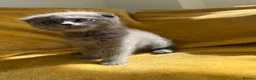 Ragdoll cats for sale: Ragdoll/scottish fold - Advert 3