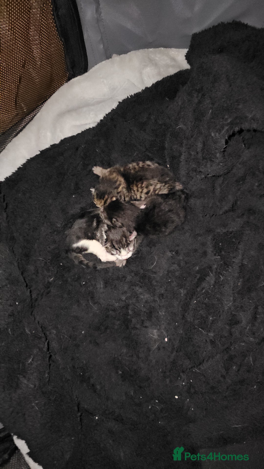 Persian cats for sale: Tabby female with full set up ready to go. - Image 34