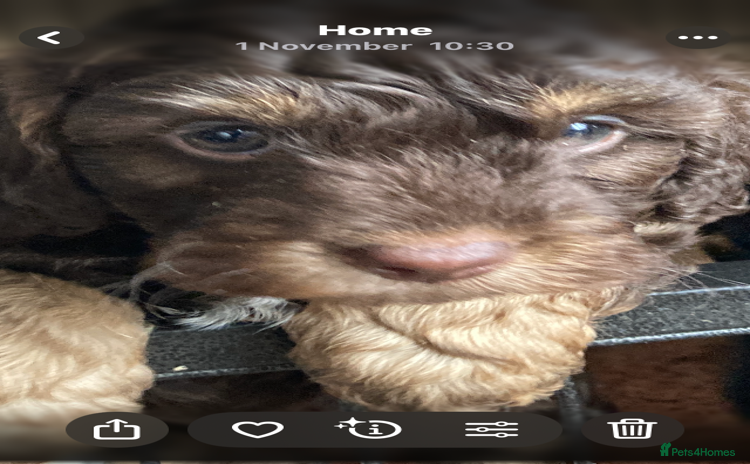 Cockapoo dogs - Advert 20