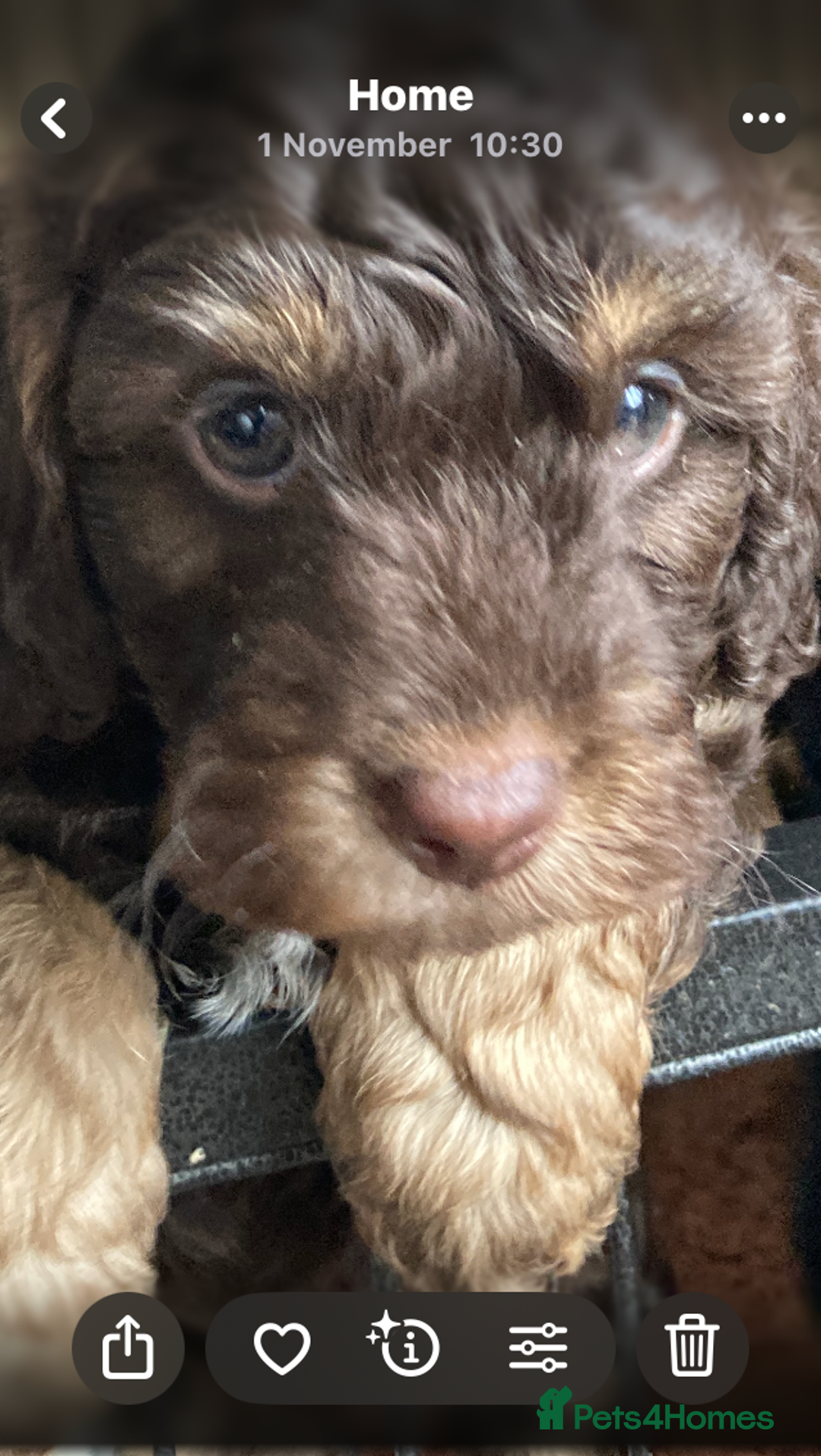 Cockapoo dogs for sale: Taking Genuine Enquired Phantom Female Cockapoo - Image 1