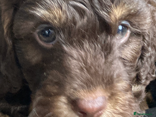 Cockapoo dogs for sale - Advert 1