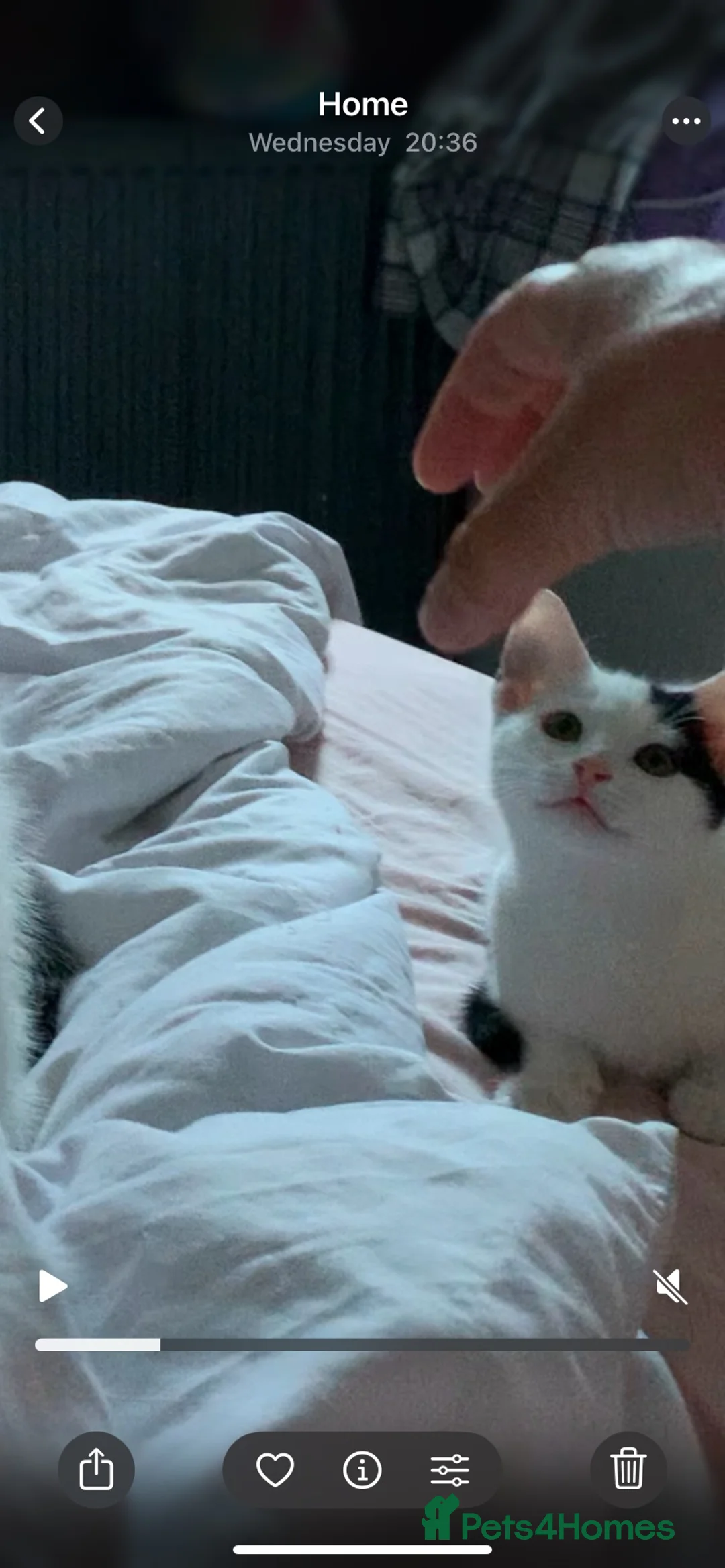 Mixed Breed cats for sale: 2 adorable boys  - Advert 15
