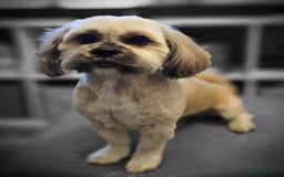 Lhasa Apso dogs for stud: Full pedigree Lhasa Apso for Stud - Image 4