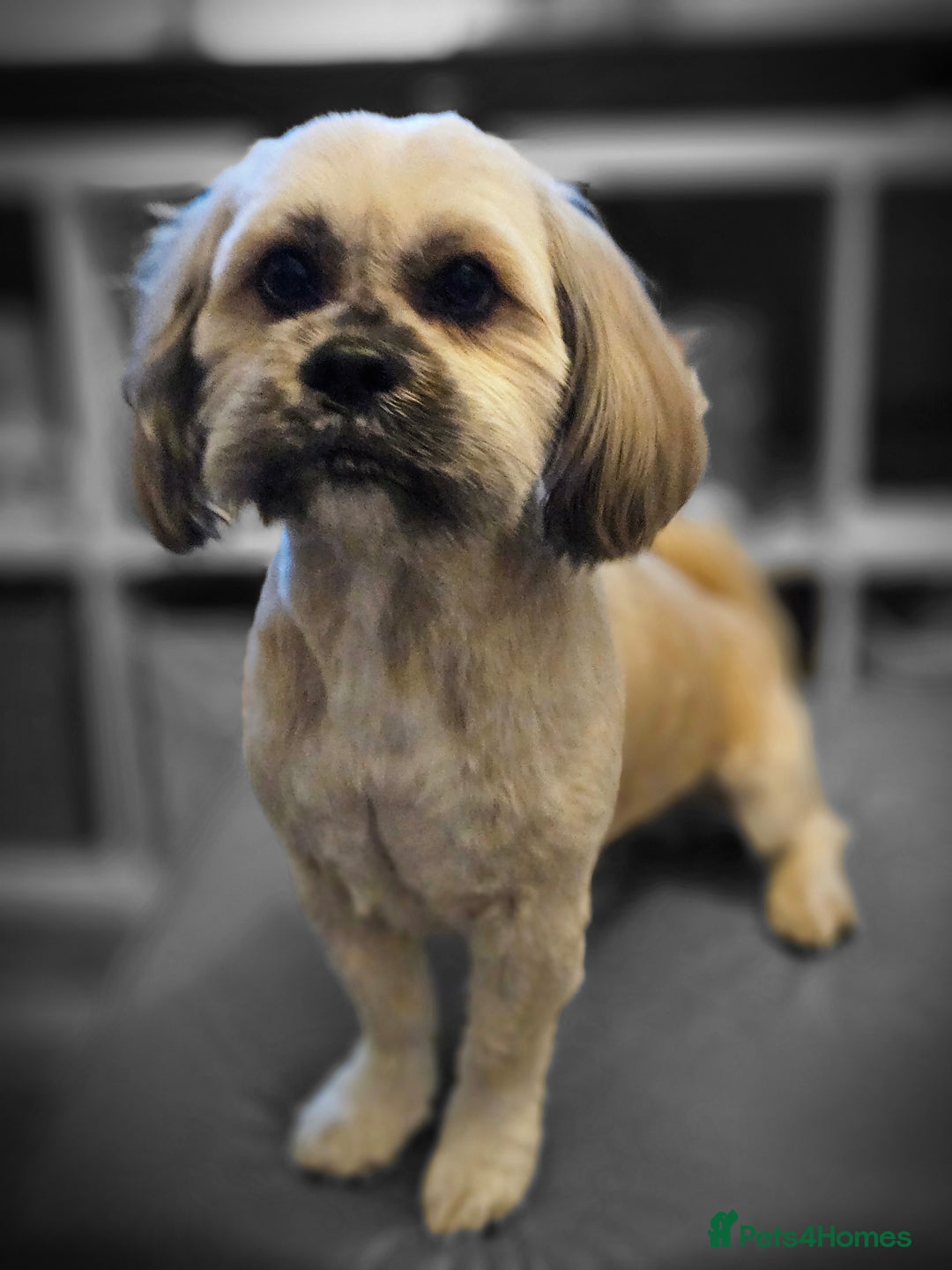 Lhasa Apso dogs for stud: Full pedigree Lhasa Apso for Stud - Image 4