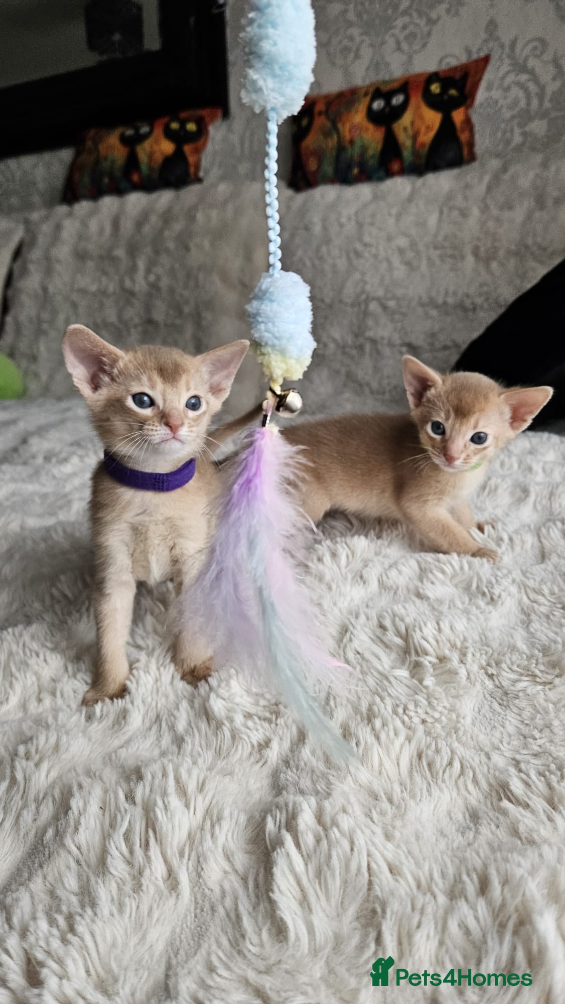 Abyssinian cats Abyssinian  - Advert 8