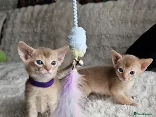 Abyssinian cats Abyssinian - Advert 8