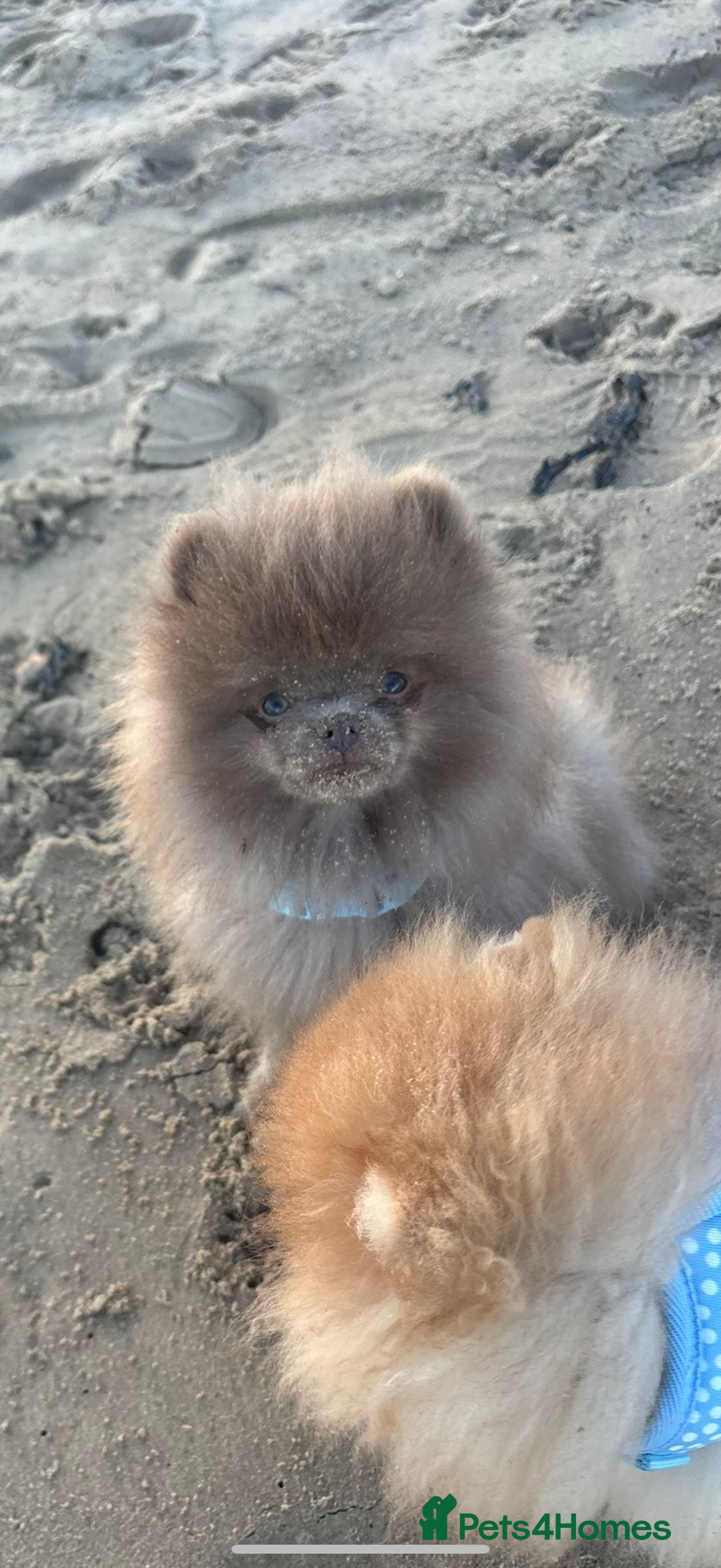 Pomeranian dogs for stud: Lilac Pomeranian for stud - Advert 2